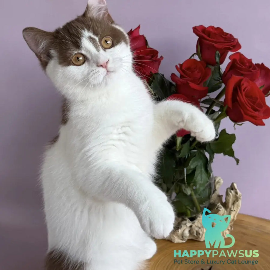 Ferris British Shorthair male cinnamon harlequin - live animals
