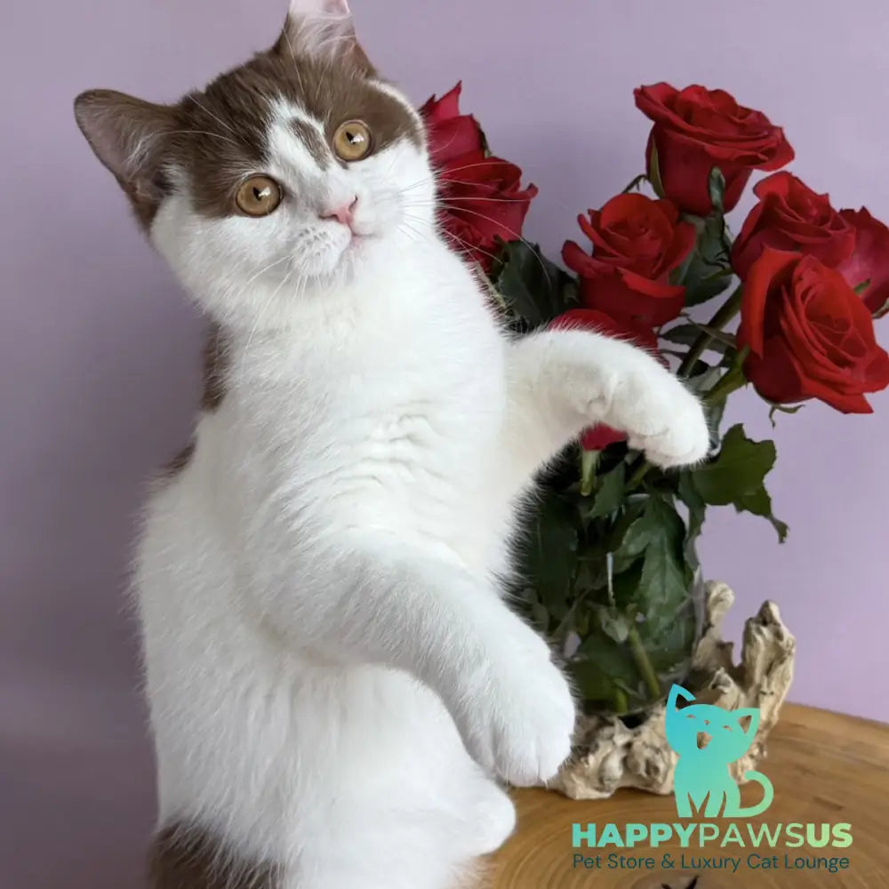Ferris British Shorthair male cinnamon harlequin - live animals