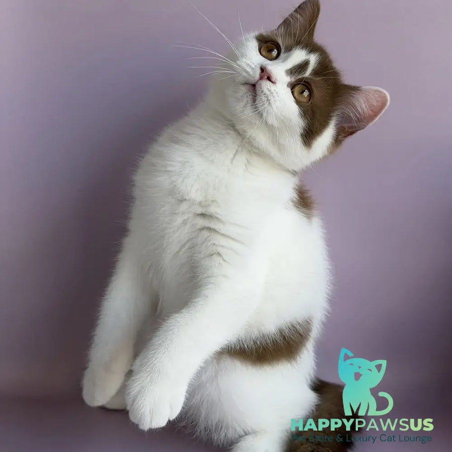 Ferris British Shorthair male cinnamon harlequin - live animals