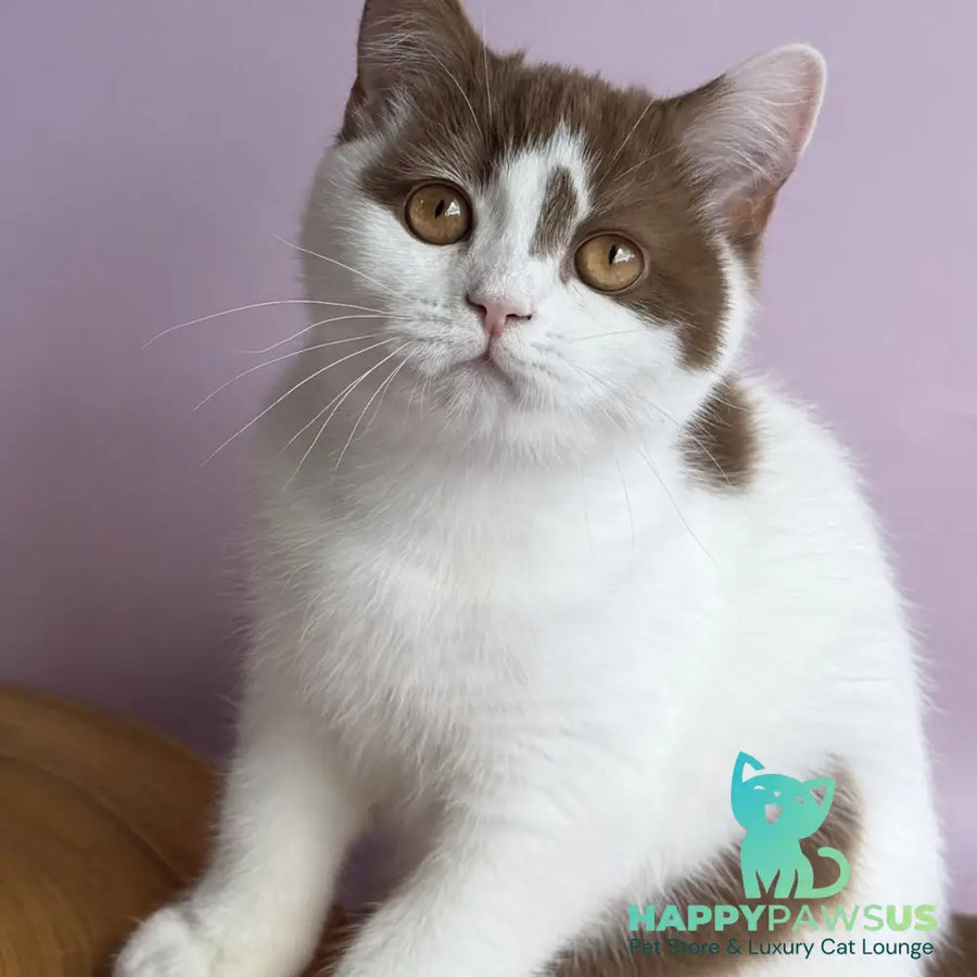 Ferris British Shorthair male cinnamon harlequin - live animals