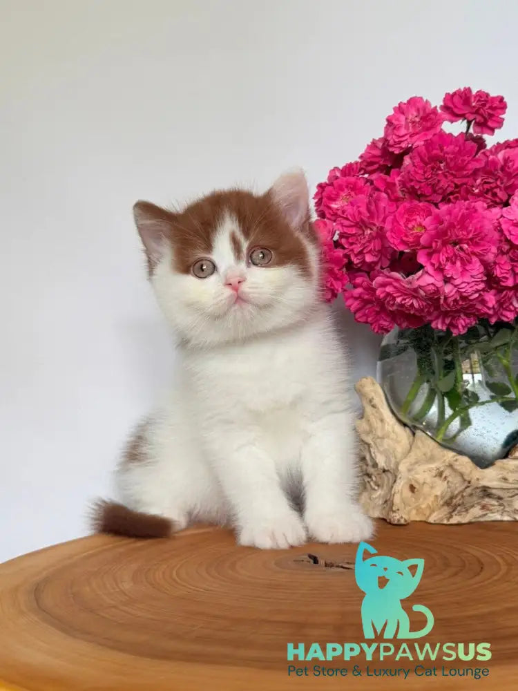 Ferris British Shorthair male cinnamon harlequin - live animals
