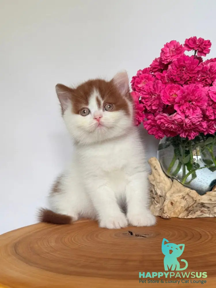 Ferris British Shorthair male cinnamon harlequin - live animals