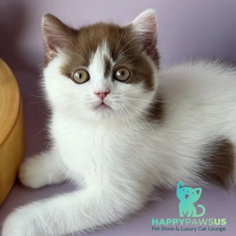 Ferris British Shorthair male cinnamon harlequin - live animals