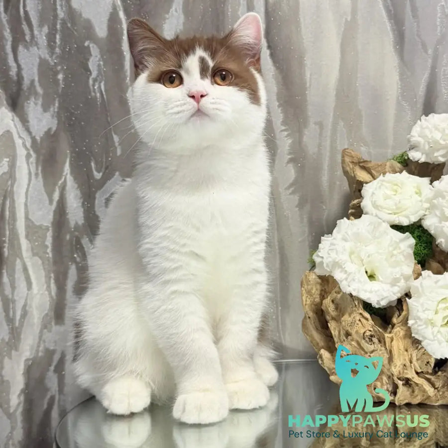 Ferris British Shorthair male cinnamon harlequin - live animals