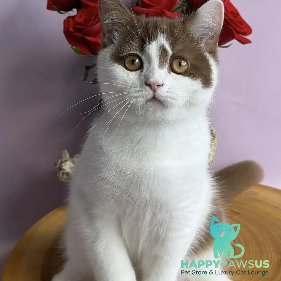 Ferris British Shorthair male cinnamon harlequin - live animals