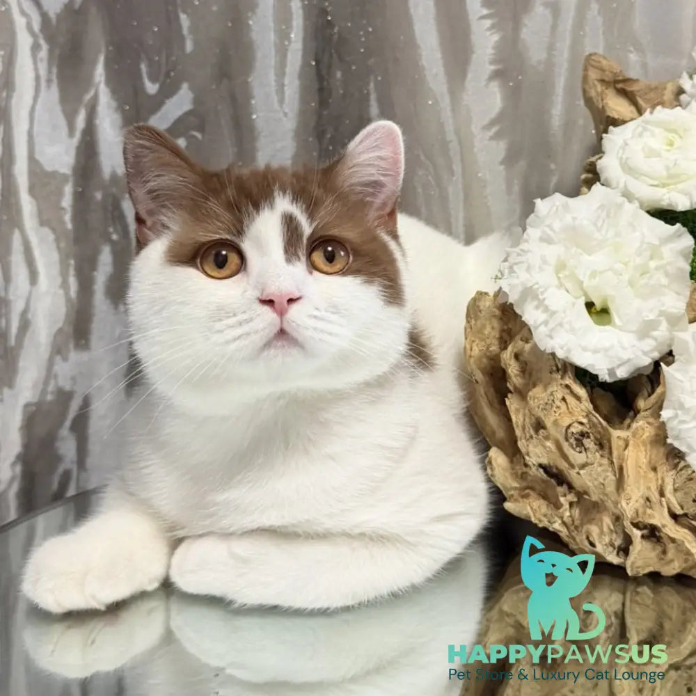 Ferris British Shorthair male cinnamon harlequin - live animals