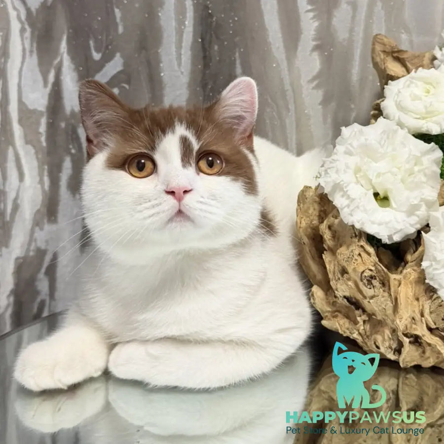 Ferris British Shorthair male cinnamon harlequin - live animals
