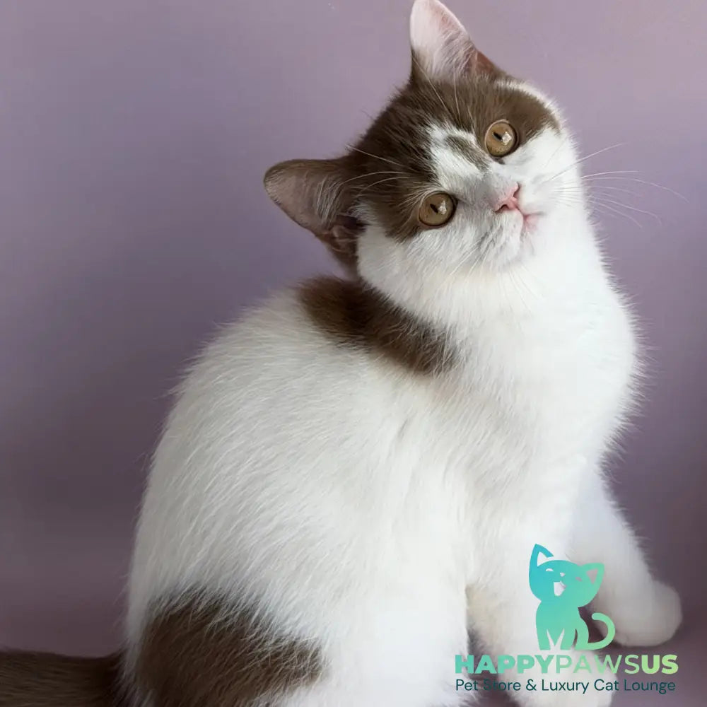 Ferris British Shorthair male cinnamon harlequin - live animals