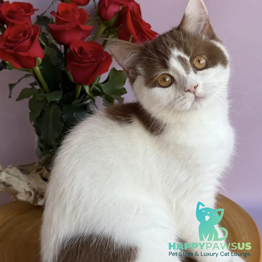 Ferris British Shorthair male cinnamon harlequin - live animals