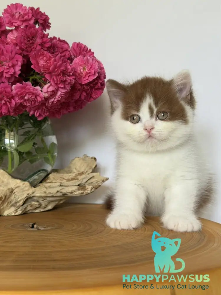 Ferris British Shorthair male cinnamon harlequin - live animals
