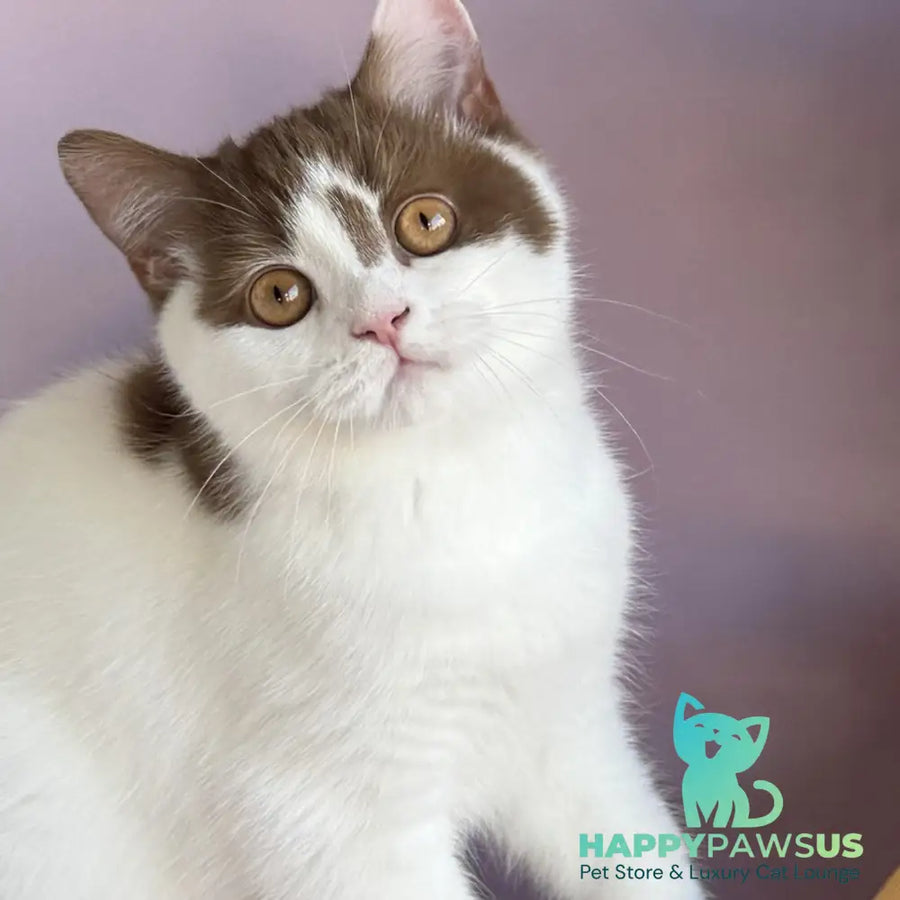 Ferris British Shorthair male cinnamon harlequin - live animals