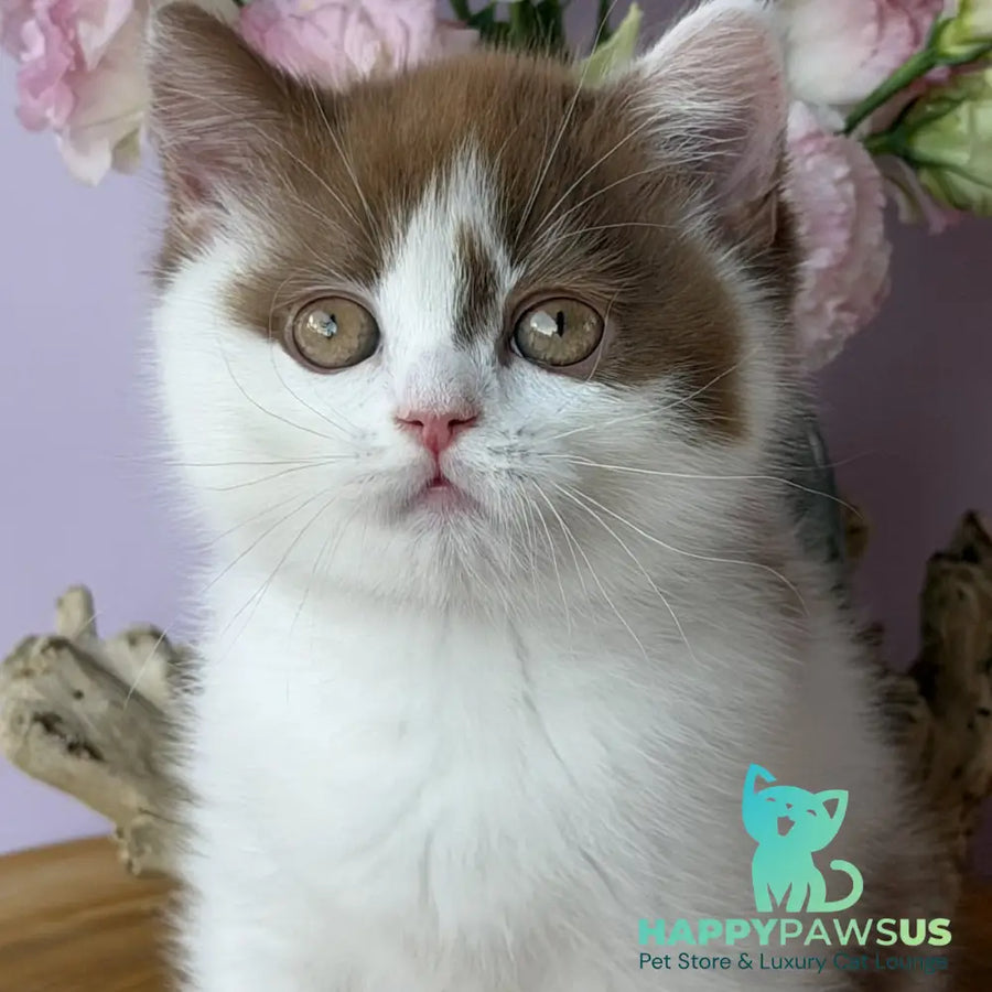 Ferris British Shorthair male cinnamon harlequin - live animals