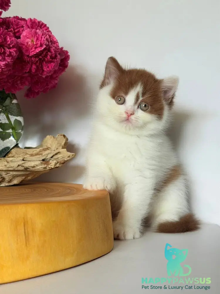 Ferris British Shorthair male cinnamon harlequin - live animals