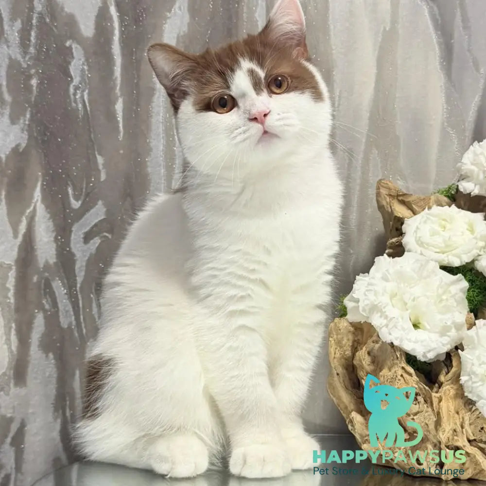 Ferris British Shorthair male cinnamon harlequin - live animals