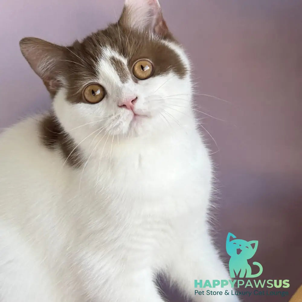 Ferris British Shorthair male cinnamon harlequin - live animals