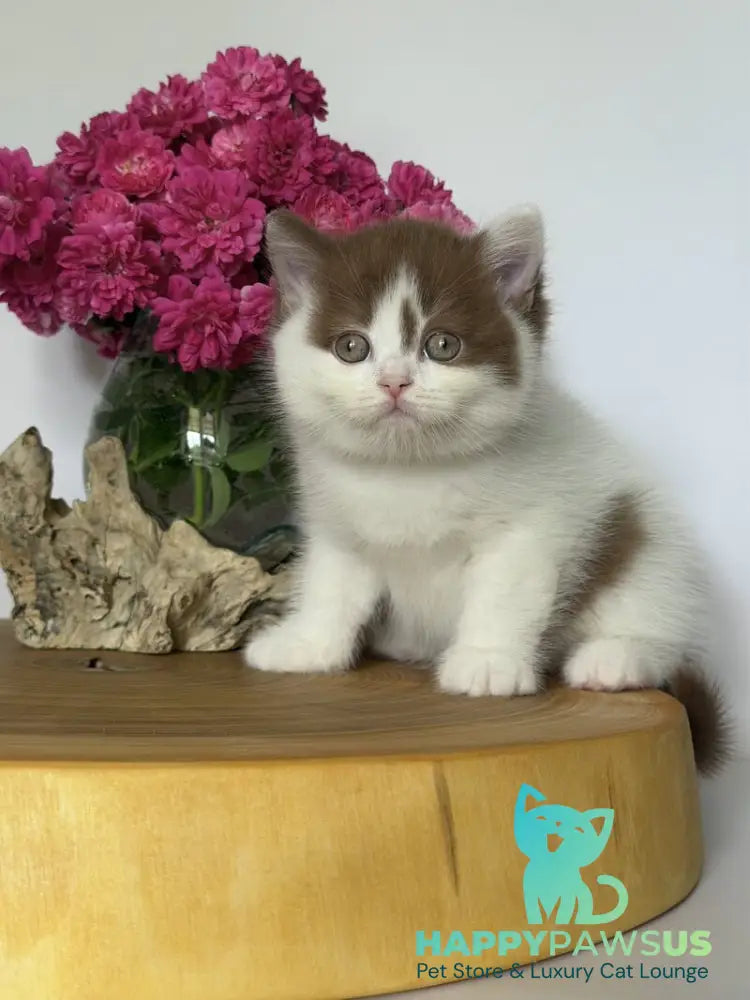 Ferris British Shorthair male cinnamon harlequin - live animals