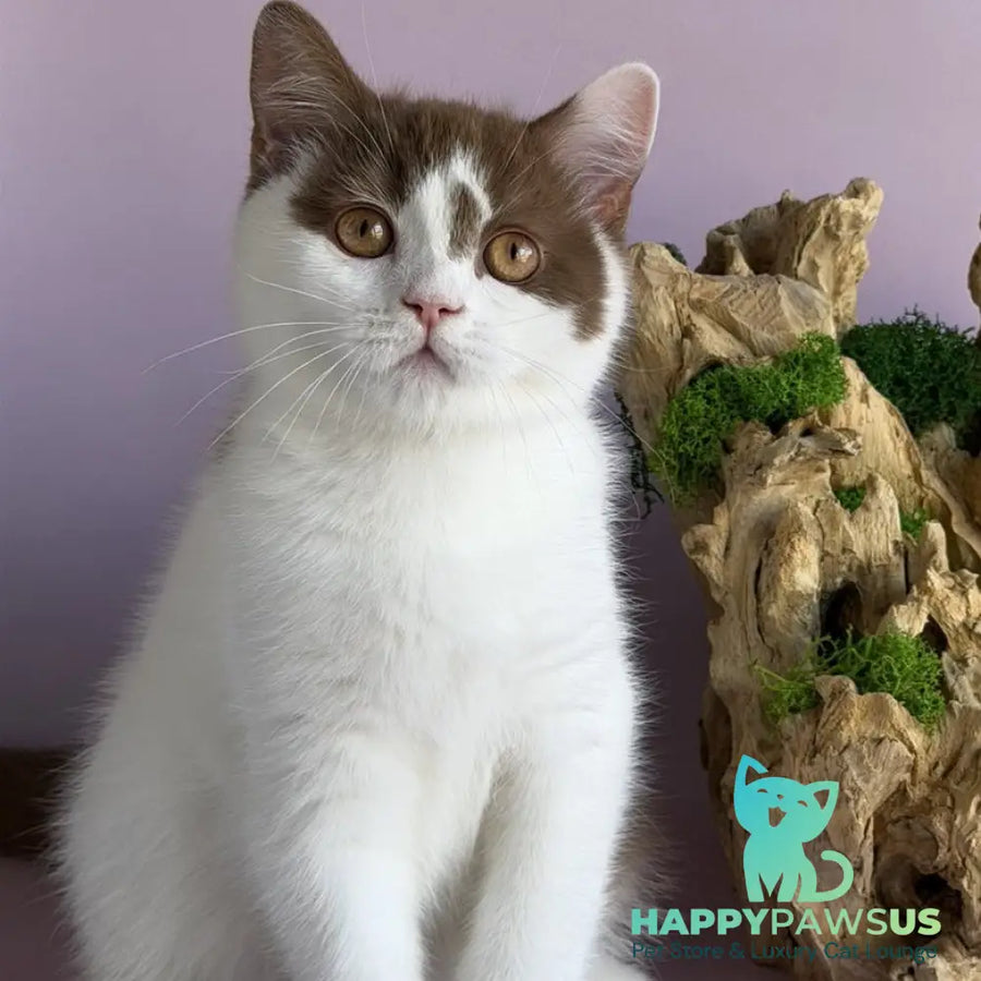 Ferris British Shorthair male cinnamon harlequin - live animals