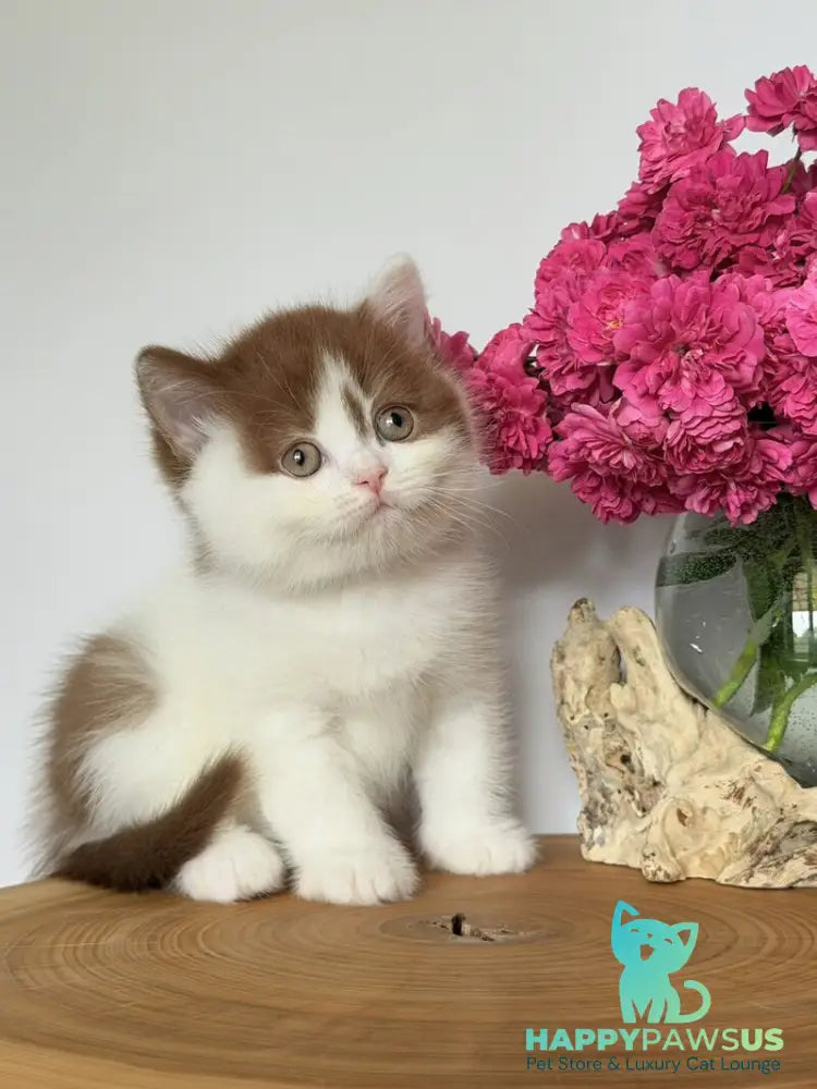 Ferris British Shorthair male cinnamon harlequin - live animals