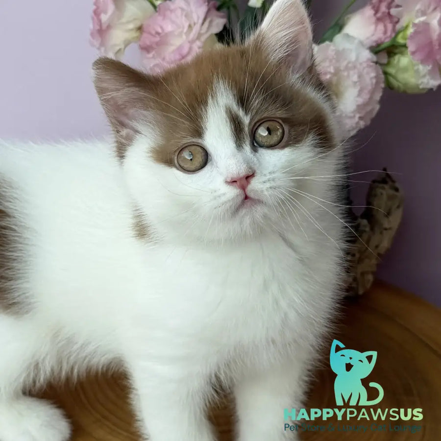 Ferris British Shorthair male cinnamon harlequin - live animals