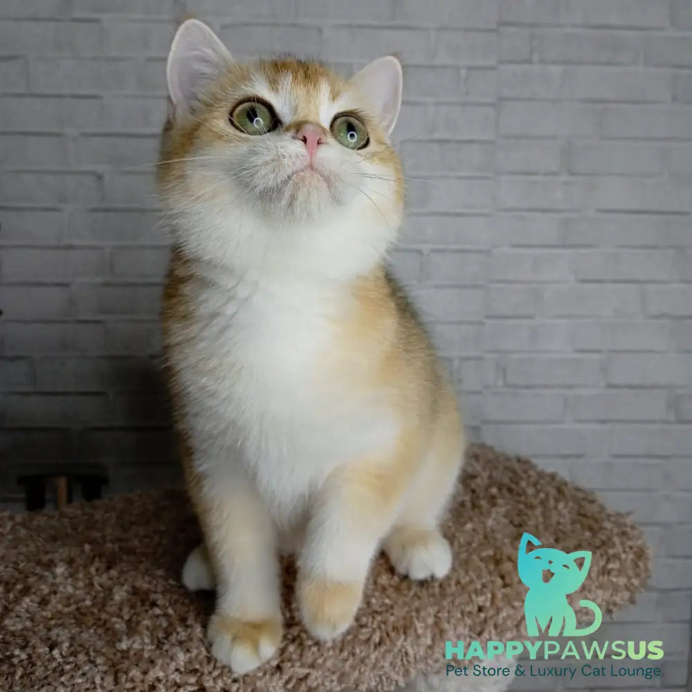 Feya British Shorthair female black golden chinchilla - live animals