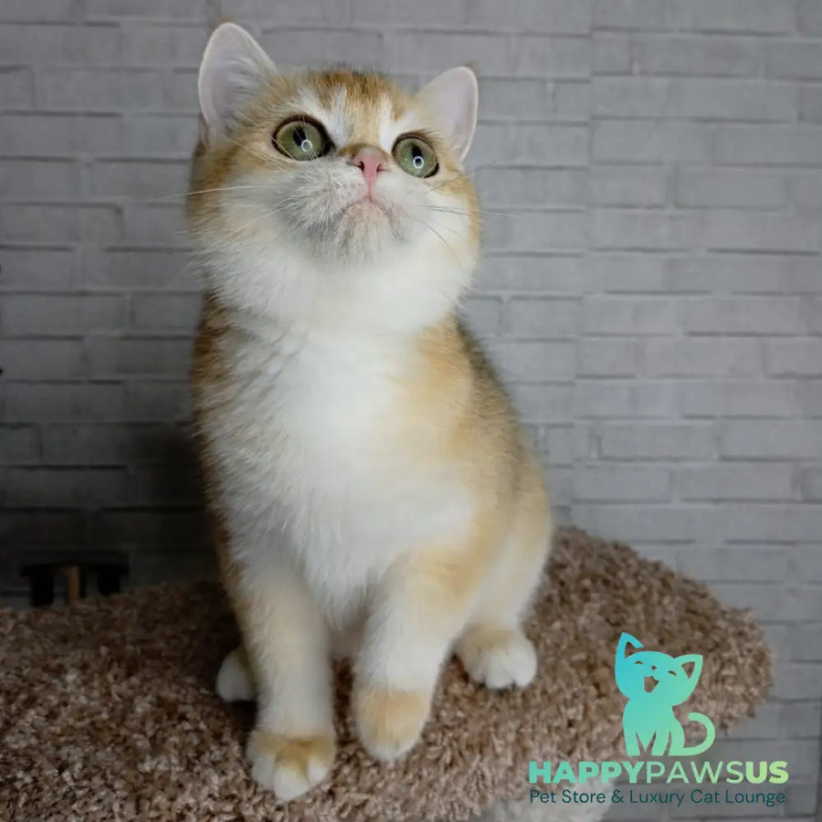 Feya British Shorthair female black golden chinchilla - live animals