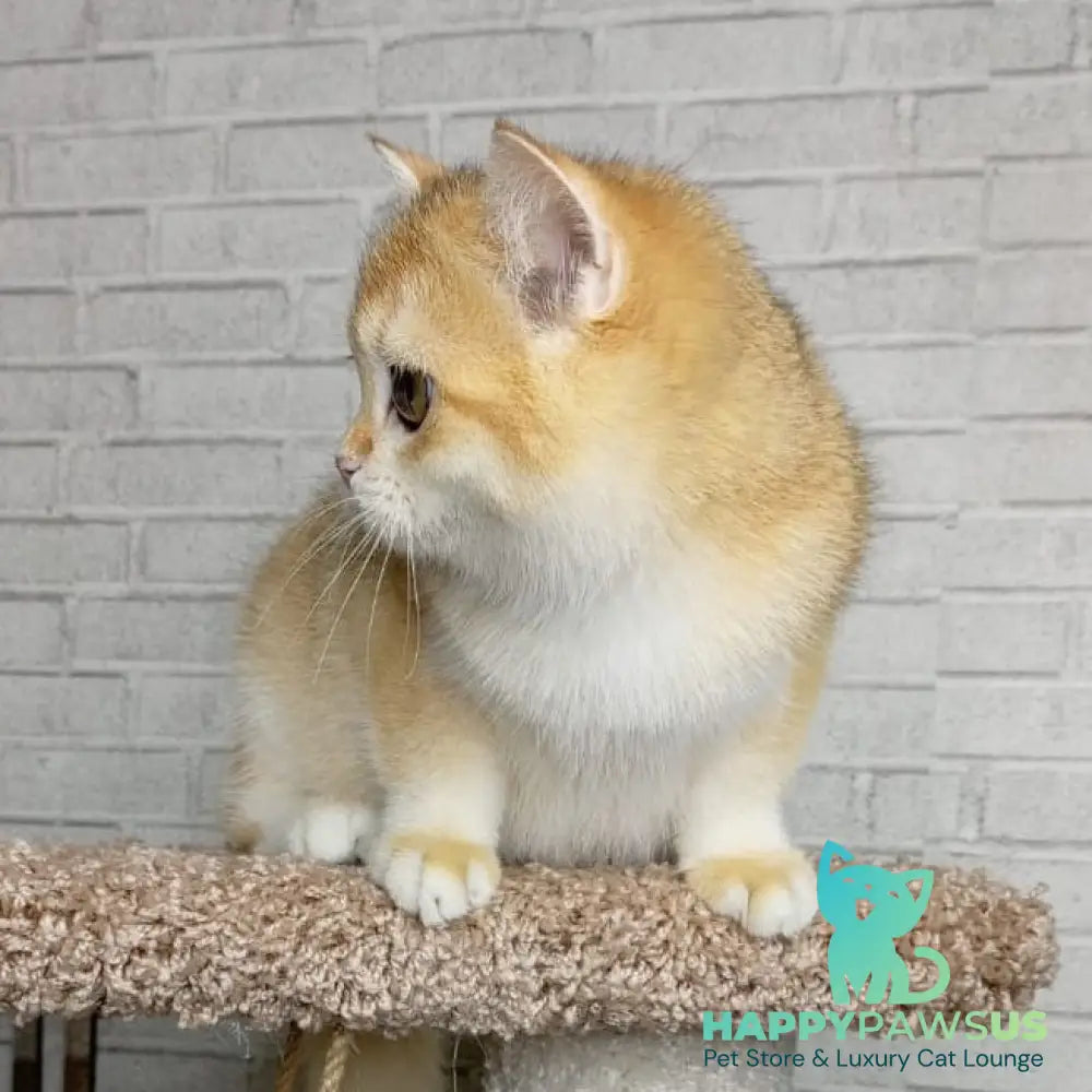 Feya British Shorthair female black golden chinchilla - live animals