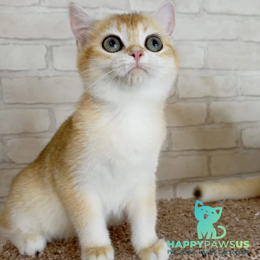 Feya British Shorthair female black golden chinchilla - live animals