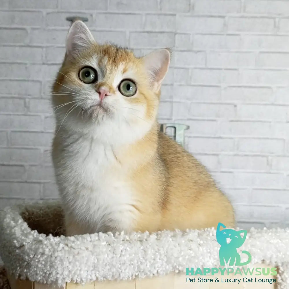 Feya British Shorthair female black golden chinchilla - live animals