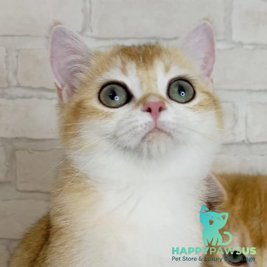 Feya British Shorthair female black golden chinchilla - live animals