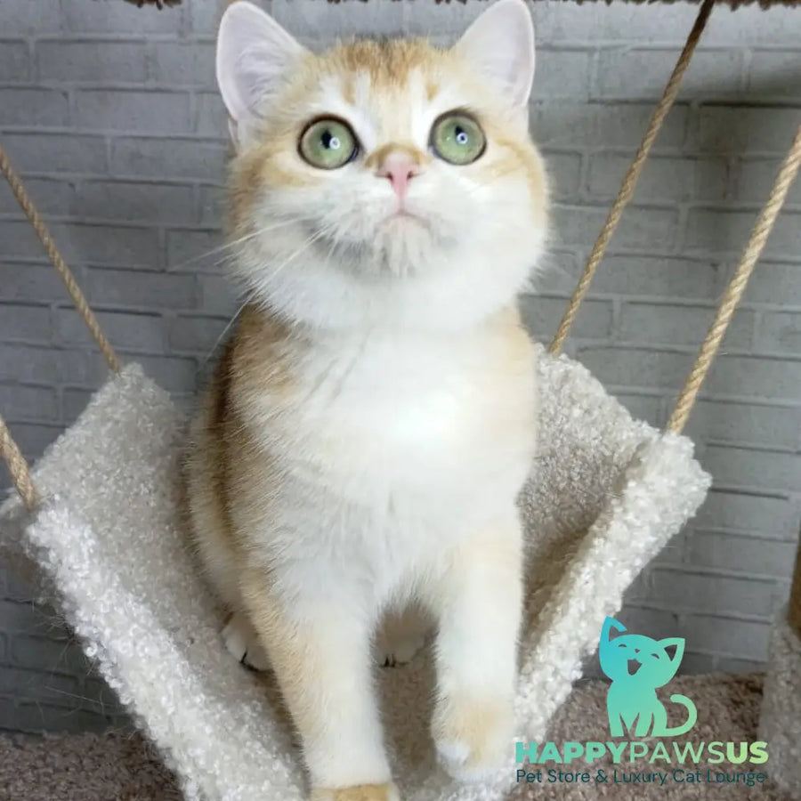 Feya British Shorthair female black golden chinchilla - live animals