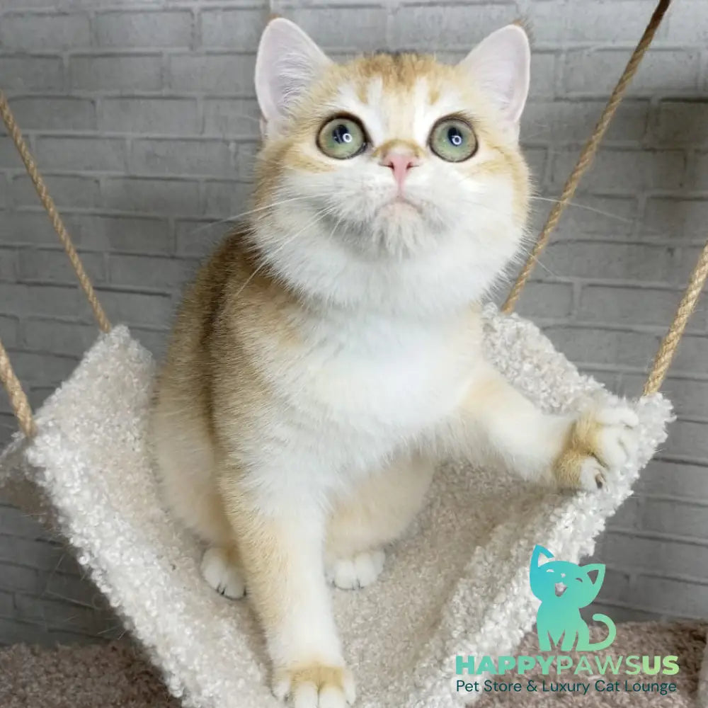 Feya British Shorthair female black golden chinchilla - live animals