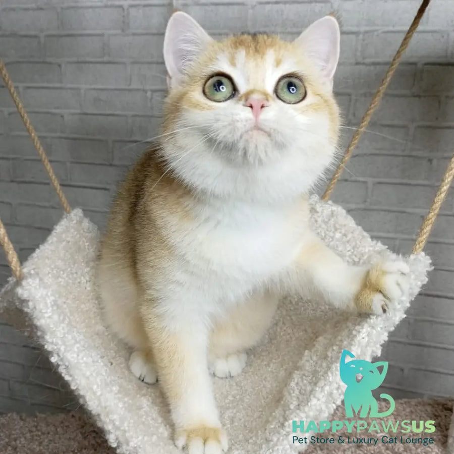 Feya British Shorthair female black golden chinchilla - live animals