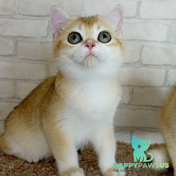 Feya British Shorthair female black golden chinchilla - live animals