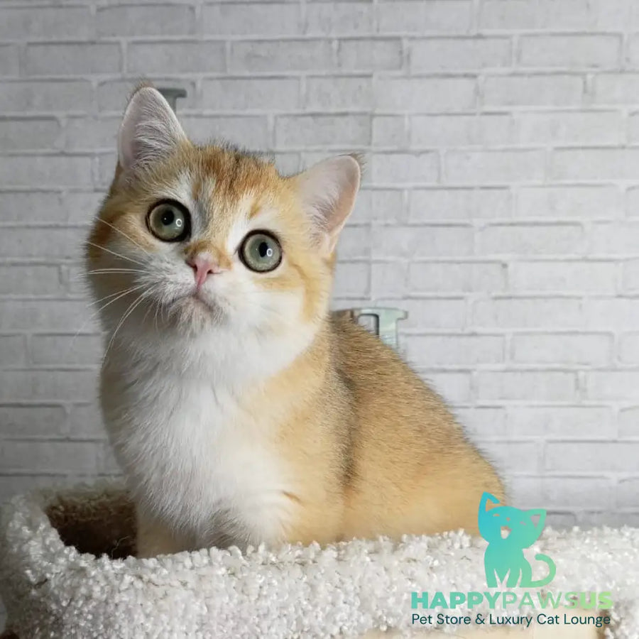 Feya British Shorthair female black golden chinchilla - live animals