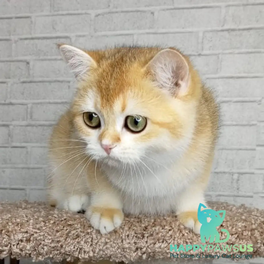 Feya British Shorthair female black golden chinchilla - live animals