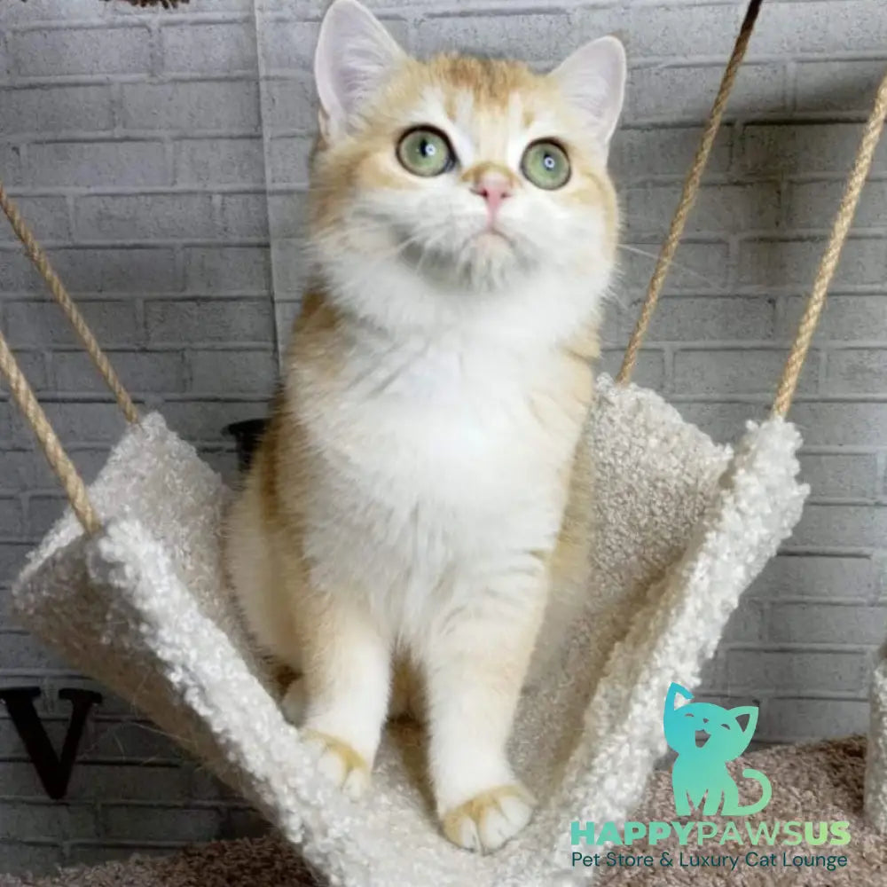 Feya British Shorthair female black golden chinchilla - live animals