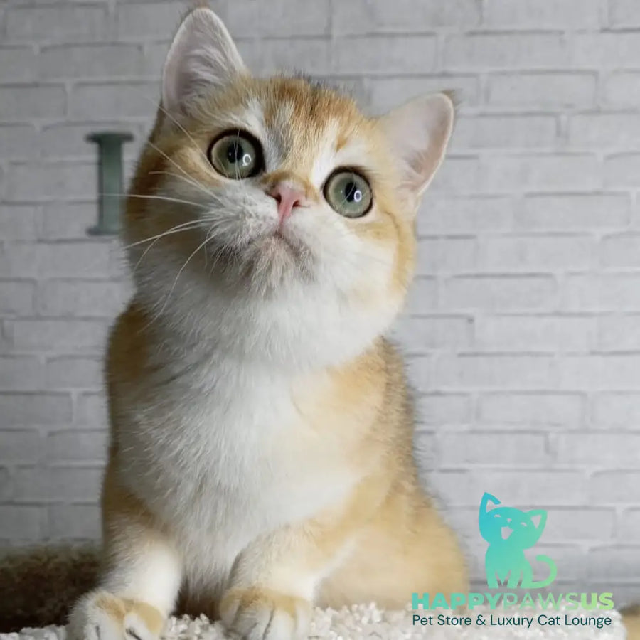 Feya British Shorthair female black golden chinchilla - live animals