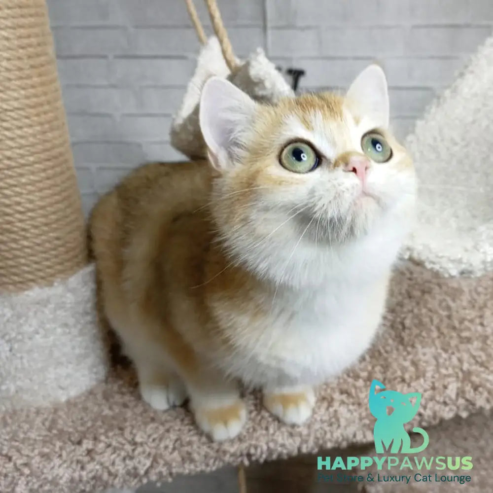 Feya British Shorthair female black golden chinchilla - live animals