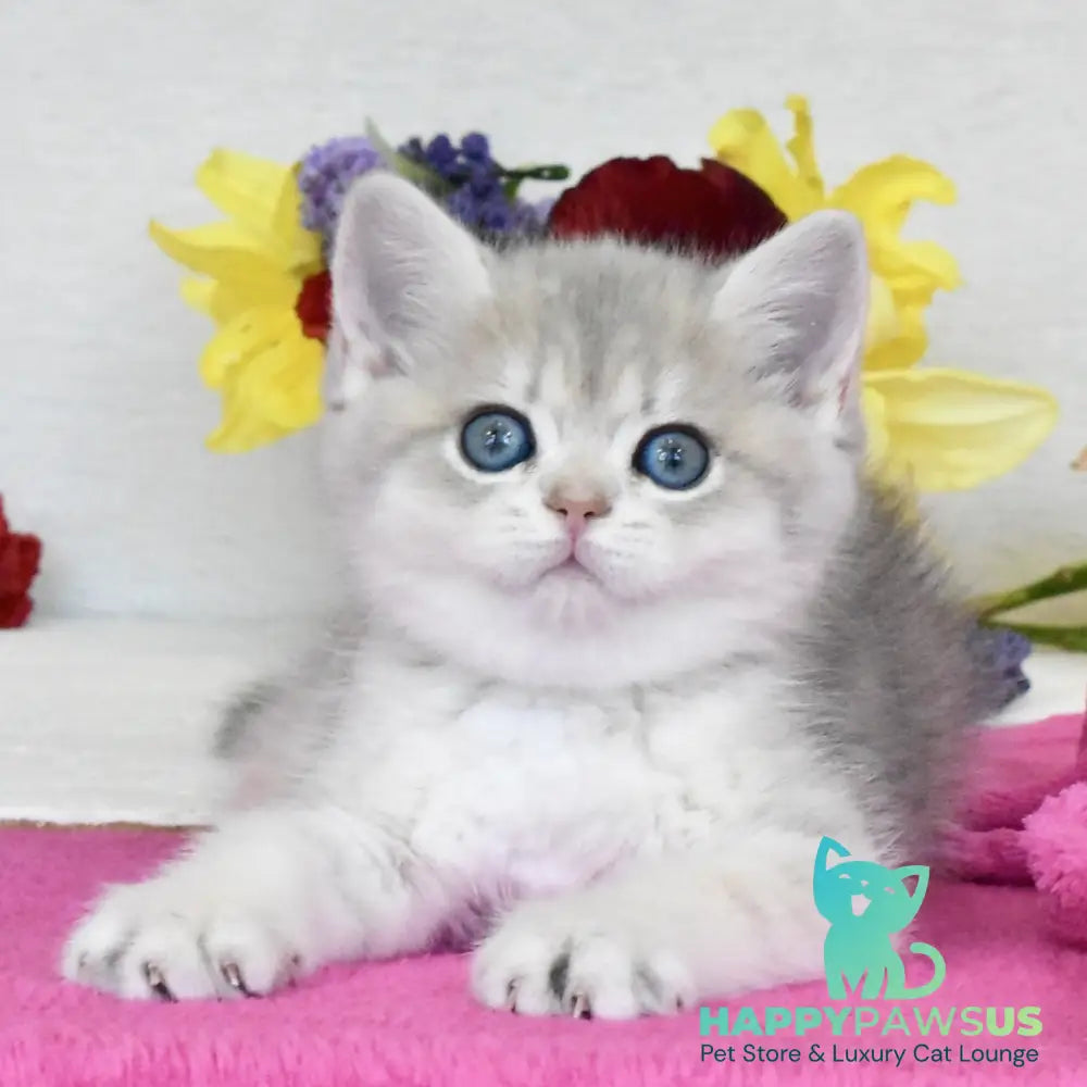 Feya British Shorthair female blue golden shaded - live animals