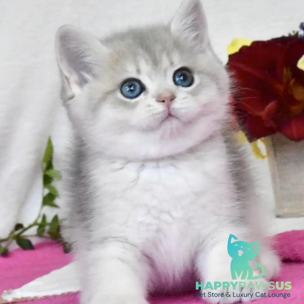 Feya British Shorthair female blue golden shaded - live animals