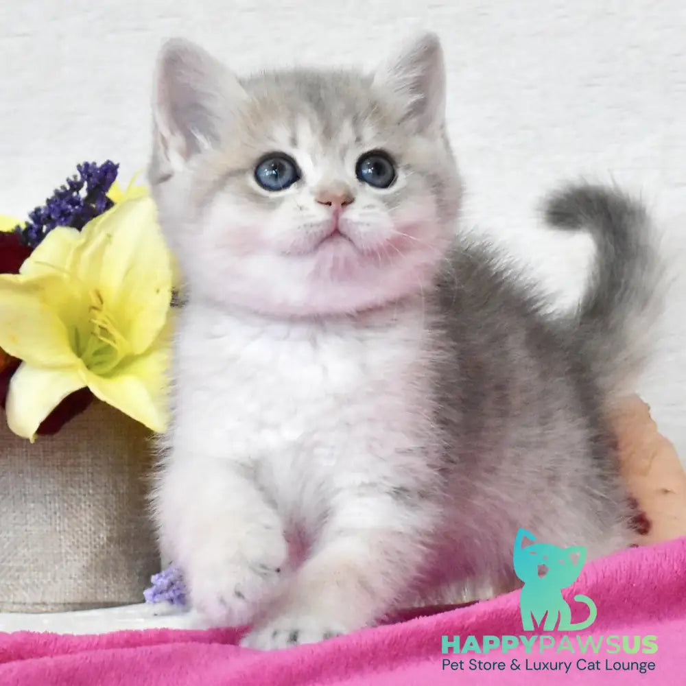 Feya British Shorthair female blue golden shaded - live animals