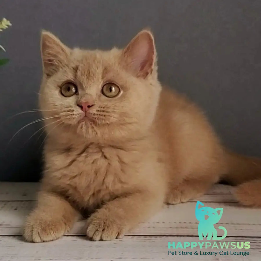 Feya British Shorthair female fawn - live animals