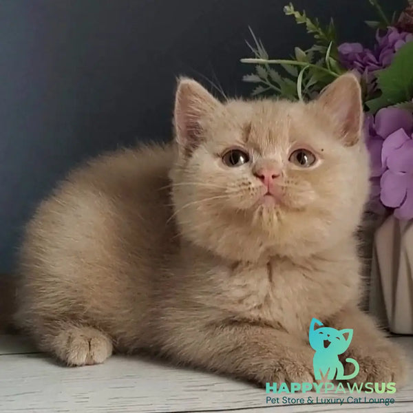 Feya British Shorthair female fawn - live animals