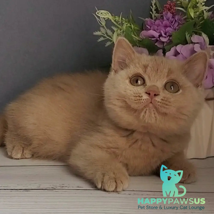 Feya British Shorthair female fawn - live animals