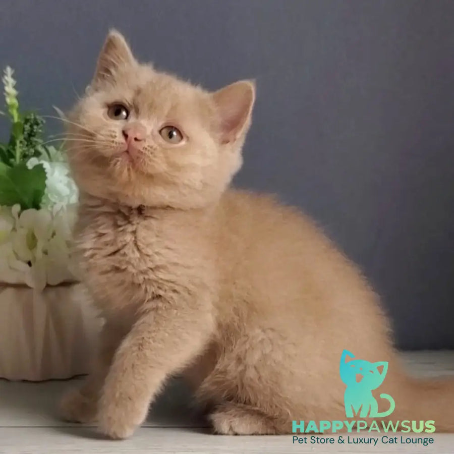 Feya British Shorthair female fawn - live animals