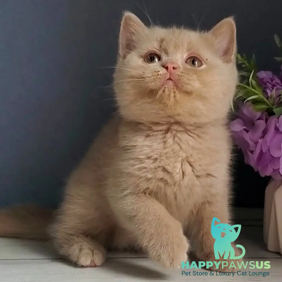 Feya British Shorthair female fawn - live animals