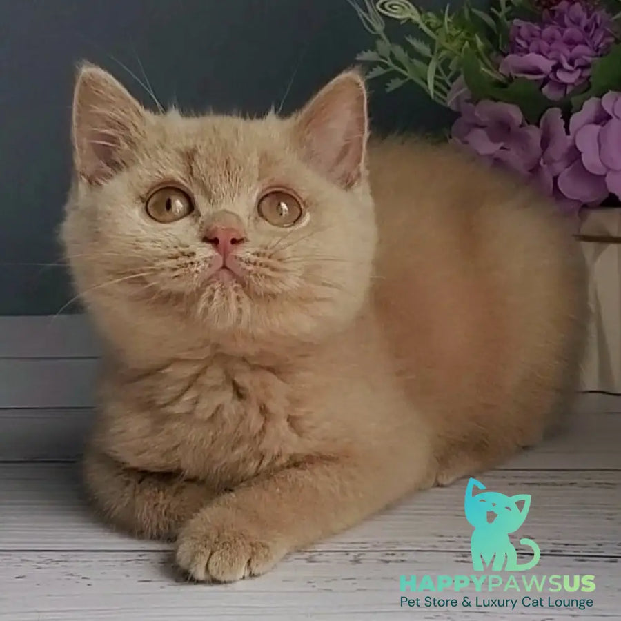 Feya British Shorthair female fawn - live animals