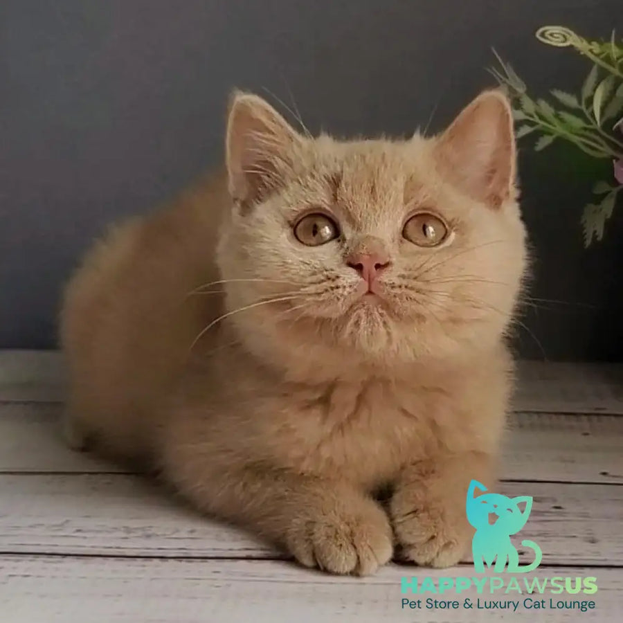 Feya British Shorthair female fawn - live animals