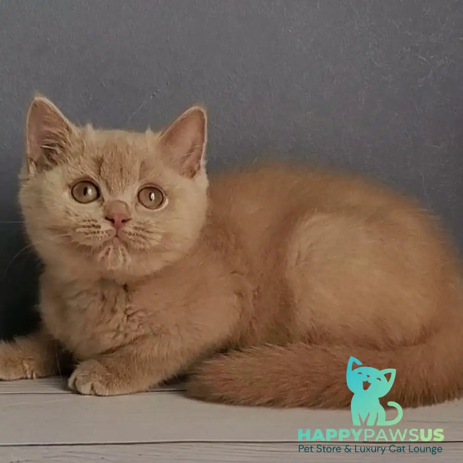 Feya British Shorthair female fawn - live animals