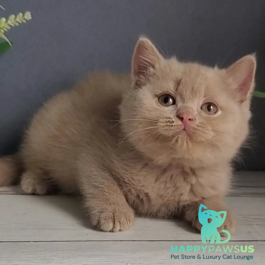 Feya British Shorthair female fawn - live animals